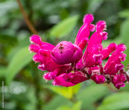 close-up of flower of salvia involucrata boutin. Roseleaf sage, Pink flower. Selective focus. photo