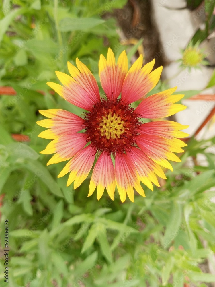 flower flower