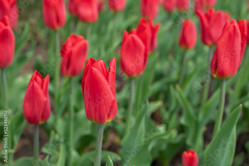 Red tulip blossom close-up  natural flower background horizontal photography