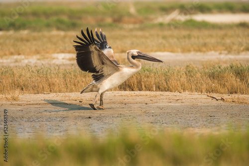 Juvenile Great white pelican (pelecanus onocrotalus) trying to fly up from the Makgadikgadi saltpan in Botswana photo