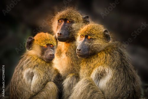 Group of three Chacma baboons (Papio ursinus) pressed together to keep warm after a cold night photo