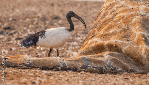 African sacred ibis (Threskiornis aethiopicus) scavenging on a dead Giraffe photo