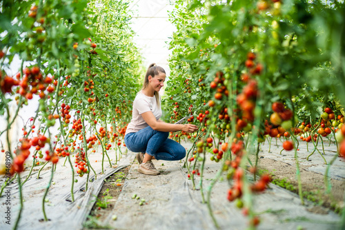 Organic greenhouse business. Farmer is picking and examining fresh and ripe cherry tomatoes in her greenhouse.