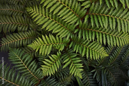 Close up of Tree fern leaves