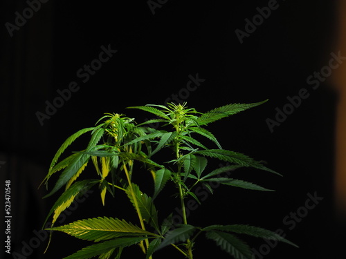 growing cannabis under LED lights