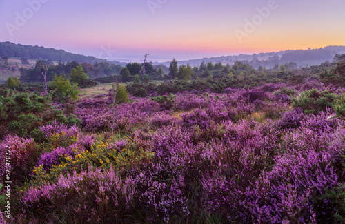 August heather on the heath during dawn blue hour on Ashdown Forest High Weald east Sussex south east England