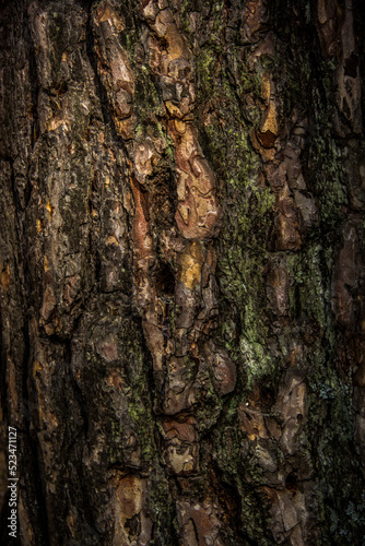 Beautiful tree bark close up. Natural wood texture.