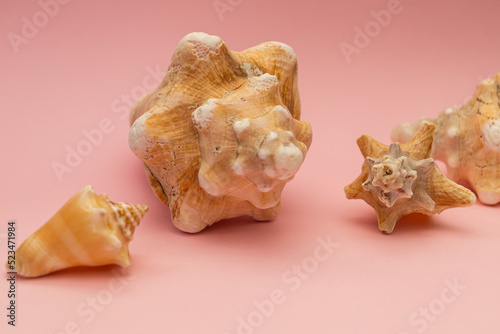 Large seashells on a pink background