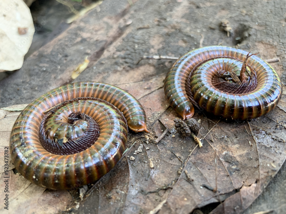 Two large millipedes curled up in circles on decaying wood. Two large millipedes curled up in circles on decaying wood.