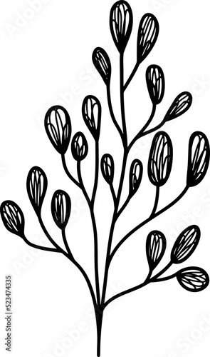 line art botany plant branch leaves black and white transparent background