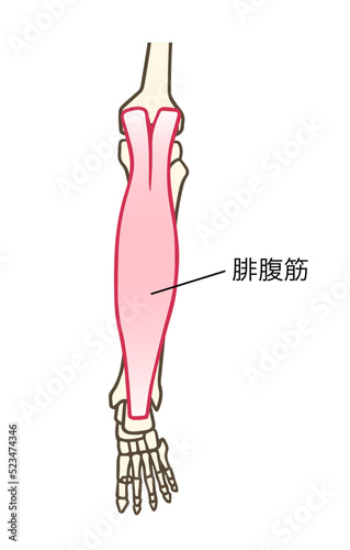 腓腹筋、下腿三頭筋、アキレス腱、ふくらはぎ、名称あり