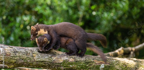 Pair of young pine martens feeding and playing in the woods