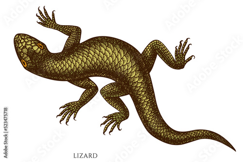 Tropical animals hand drawn vector illustrations collection. Colored lizard.