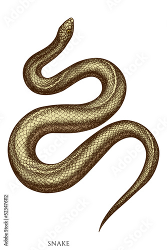 Tropical animals hand drawn vector illustrations collection. Colored snake.