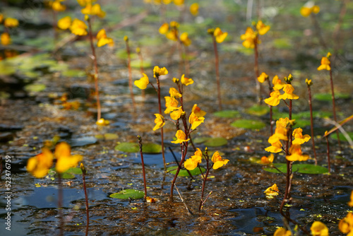 Utricularia vulgaris, greater bladderwort or common bladderwort. Flowering plant.