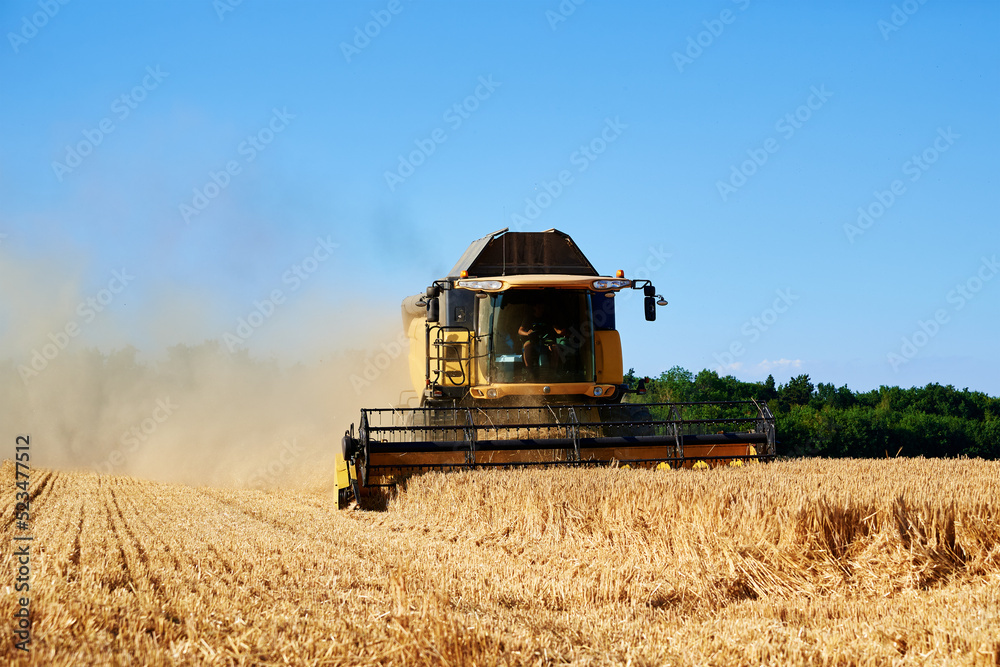Obraz premium Combine harvester collecting golden wheat field, Harvesting machine working at agricultural field, Harvest reaping season