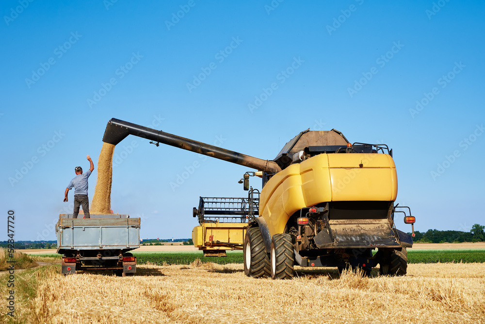 Obraz premium Combine harvester pours grain into back of tractor in wheat field, Harvesting machine working at agricultural field, Harvest reaping season