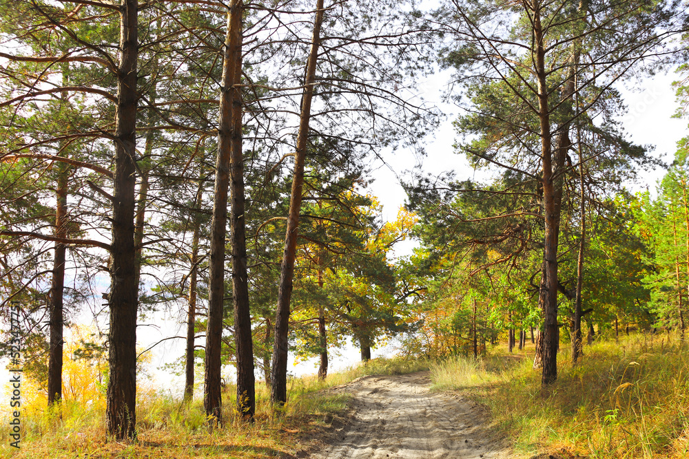 Fototapeta premium Calm fall season. Beautiful landscape with road in autumn forest. Pine and maple trees with yellow and orange leaves