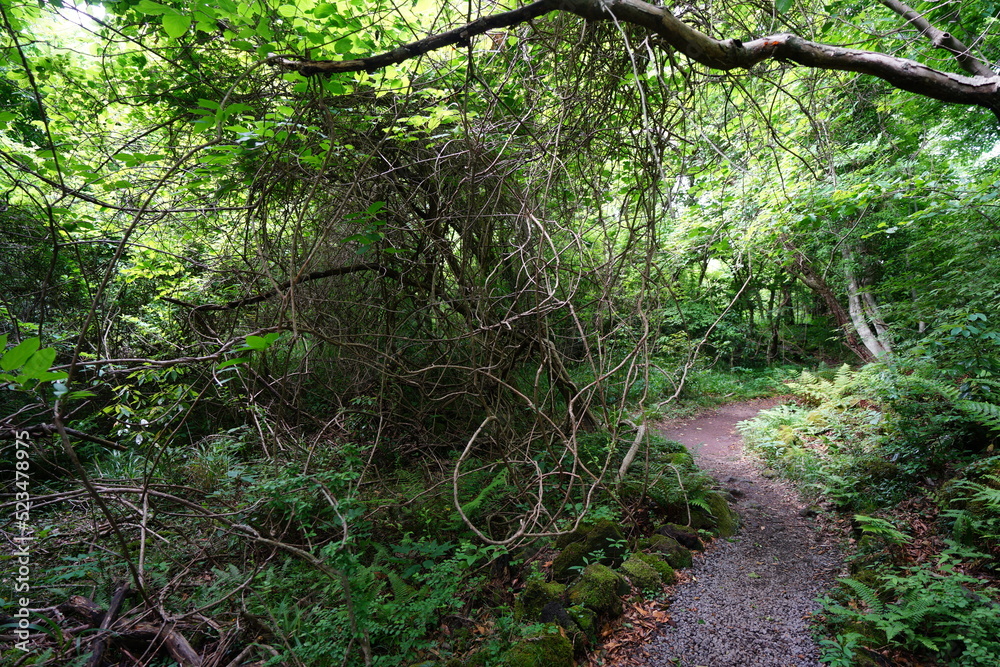 Obraz premium dense spring forest with path