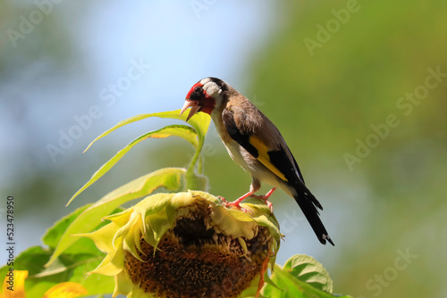 European goldfinch(Cardueliscarduelis)feeding on sunflower photo