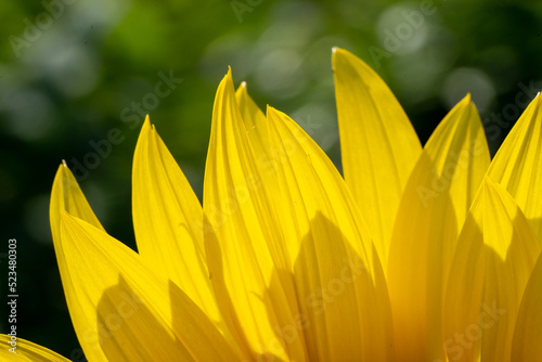 Sonnenblume © Frank
