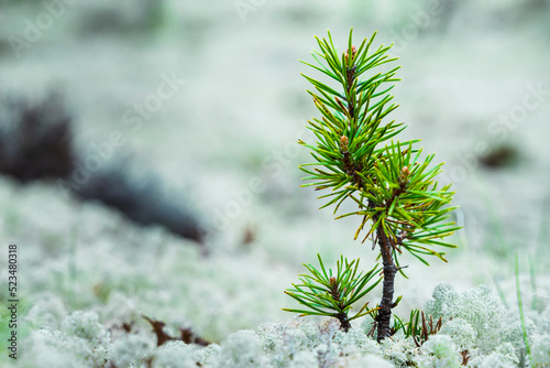 Close-up of fir tree sapling photo