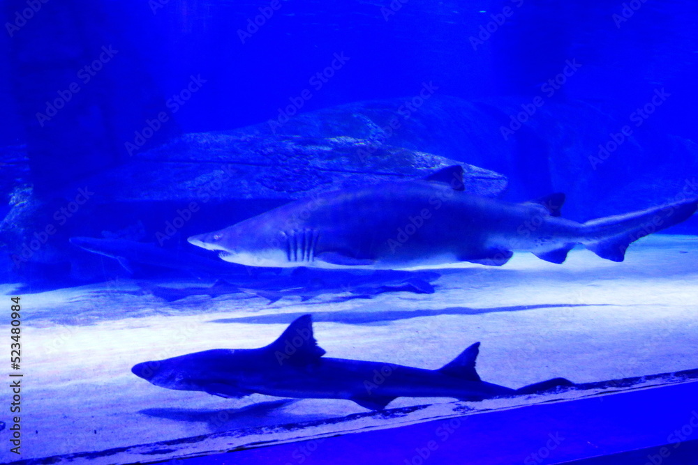 shark at Antalya aquarium in turkey