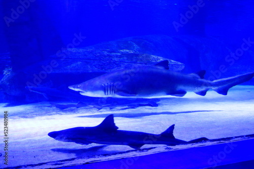 shark at Antalya aquarium in turkey © Dynamoland