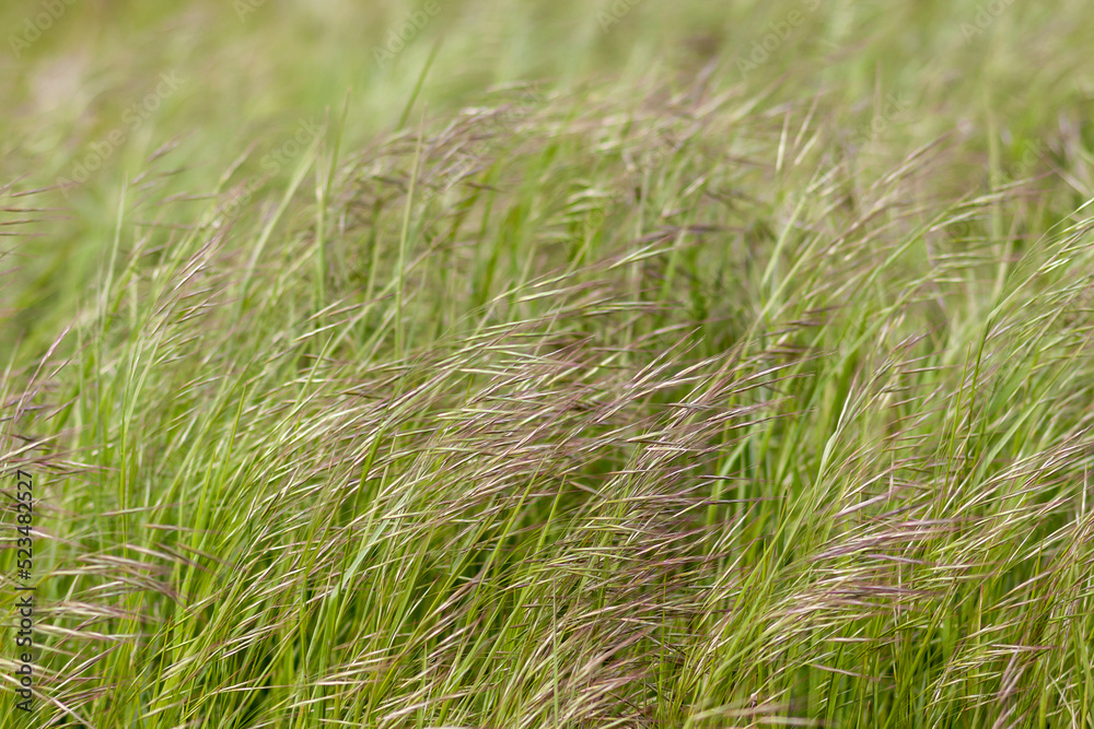 Taube Trespe (Bromus sterilis) Taube Trespe (Bromus sterilis)