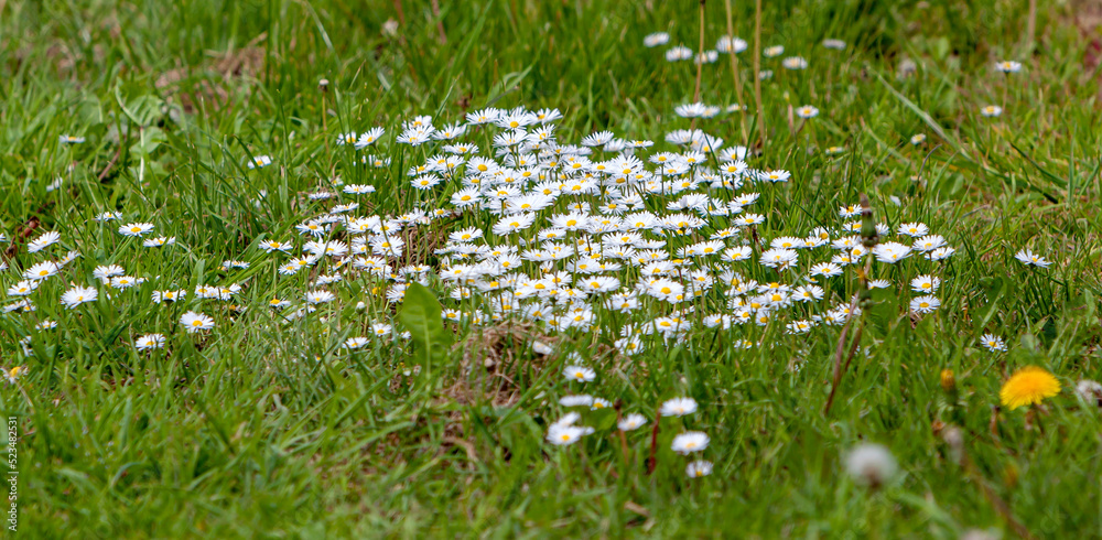 Fototapeta premium Gänseblümchen auf einer Wiese