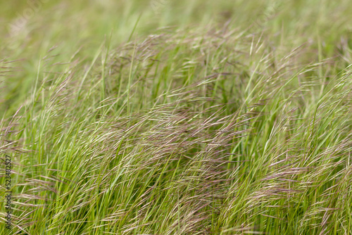 Taube Trespe (Bromus sterilis)