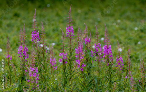 Schmalbl  ttriges Weidenr  schen  Epilobium angustifolium 