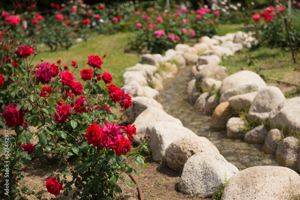 薔薇の花 薔薇の花