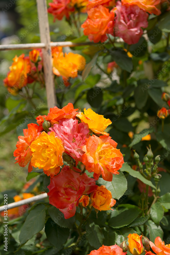 Fototapeta premium 薔薇の花