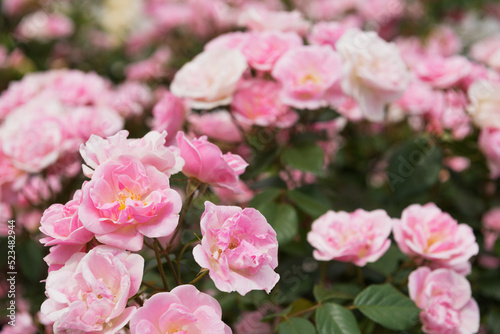 Wallpaper Mural 薔薇の花 Torontodigital.ca