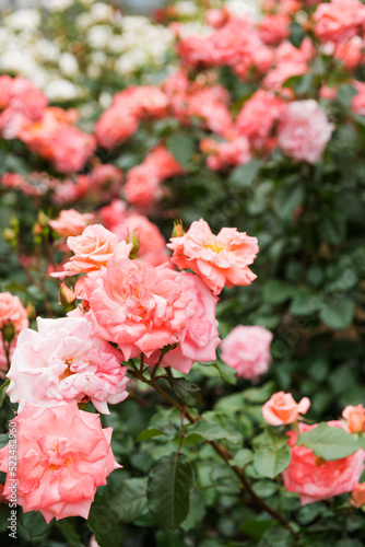 薔薇の花