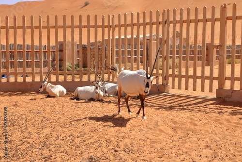 Arabian Oryx standing in a desert farm in Oman desert. photo