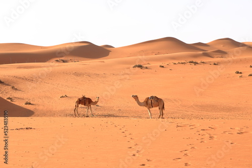 Image of camels in desert Wahiba Oman