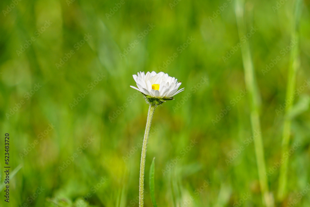 Solitairy little flower in field Solitairy little flower in field