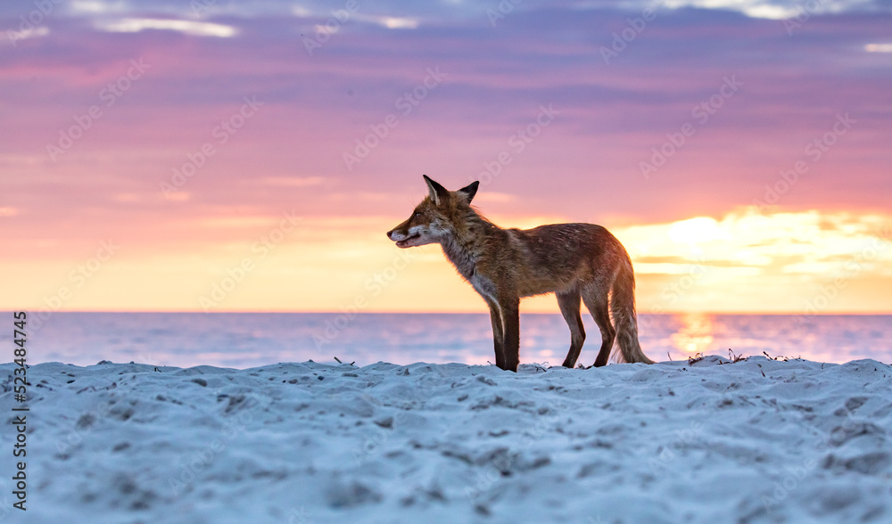 fuchs am meer fuchs am meer