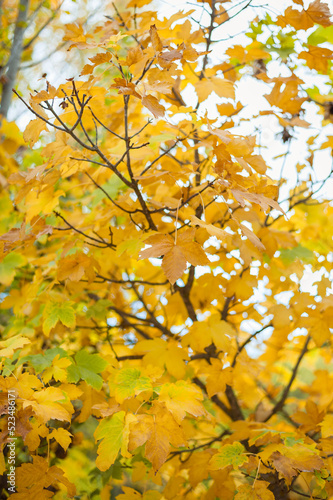 Beautiful yellow leaves in autumn day in foreground and blurry background. No people, copy space, banner