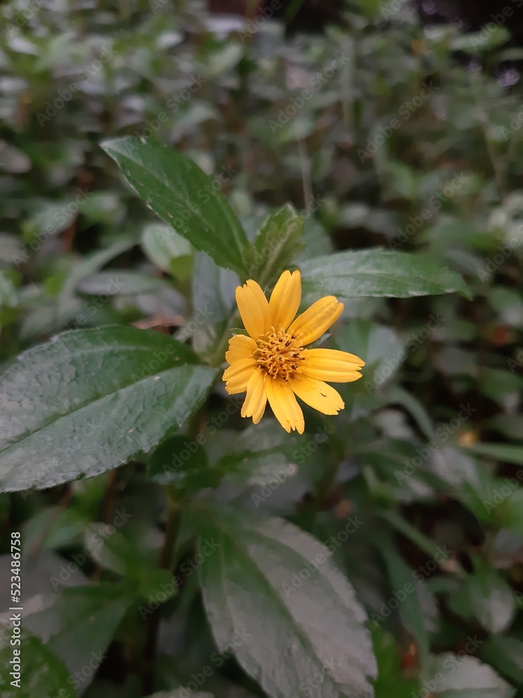 Wedelia Chinensis flower (Sphagneticola trilobata) grows wild in the tropics. beautiful flower Wedelia Chinensis flower (Sphagneticola trilobata) grows wild in the tropics. beautiful flower
