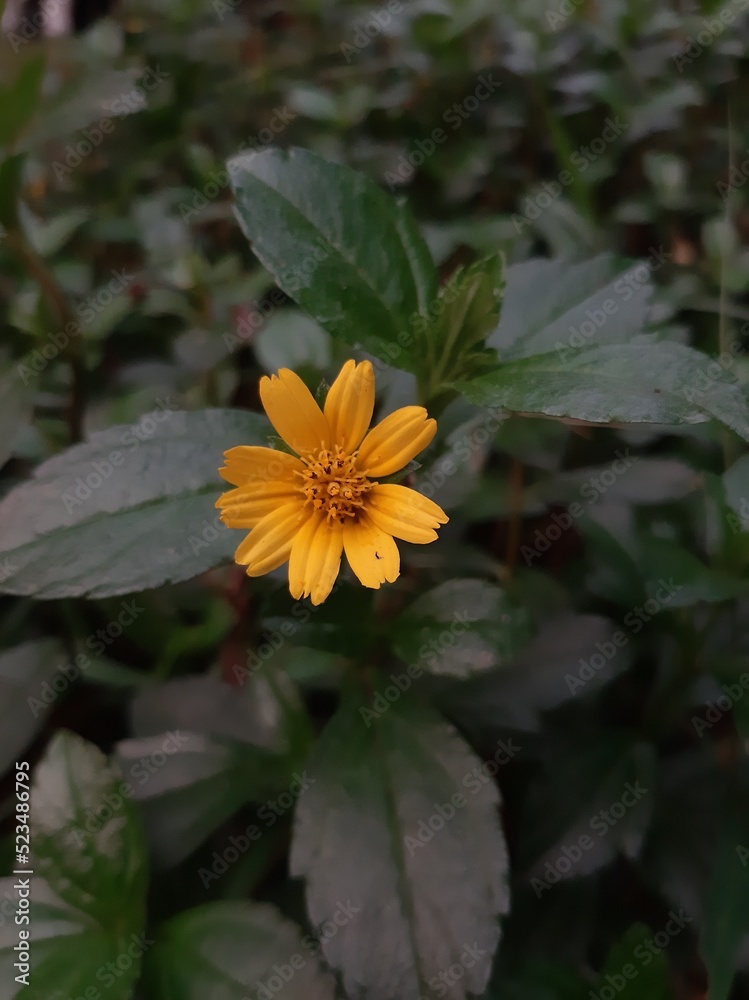 Wedelia Chinensis flower (Sphagneticola trilobata) grows wild in the tropics. beautiful flower Wedelia Chinensis flower (Sphagneticola trilobata) grows wild in the tropics. beautiful flower