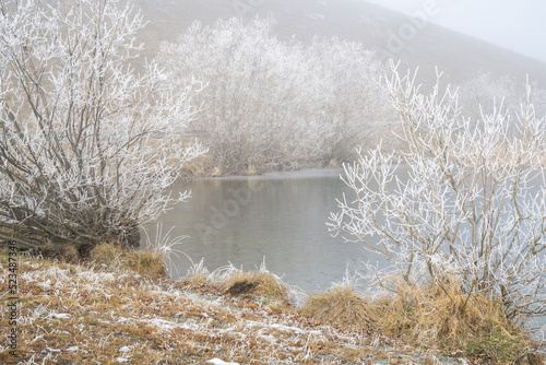 Trees covered by hoar frost at Loch Cameron, Twizel, New Zealand.
