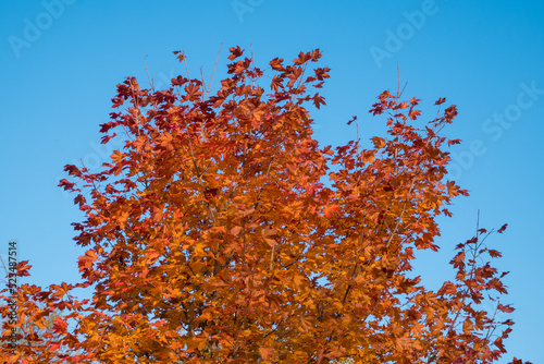 Yellow and red leaves and blue sky