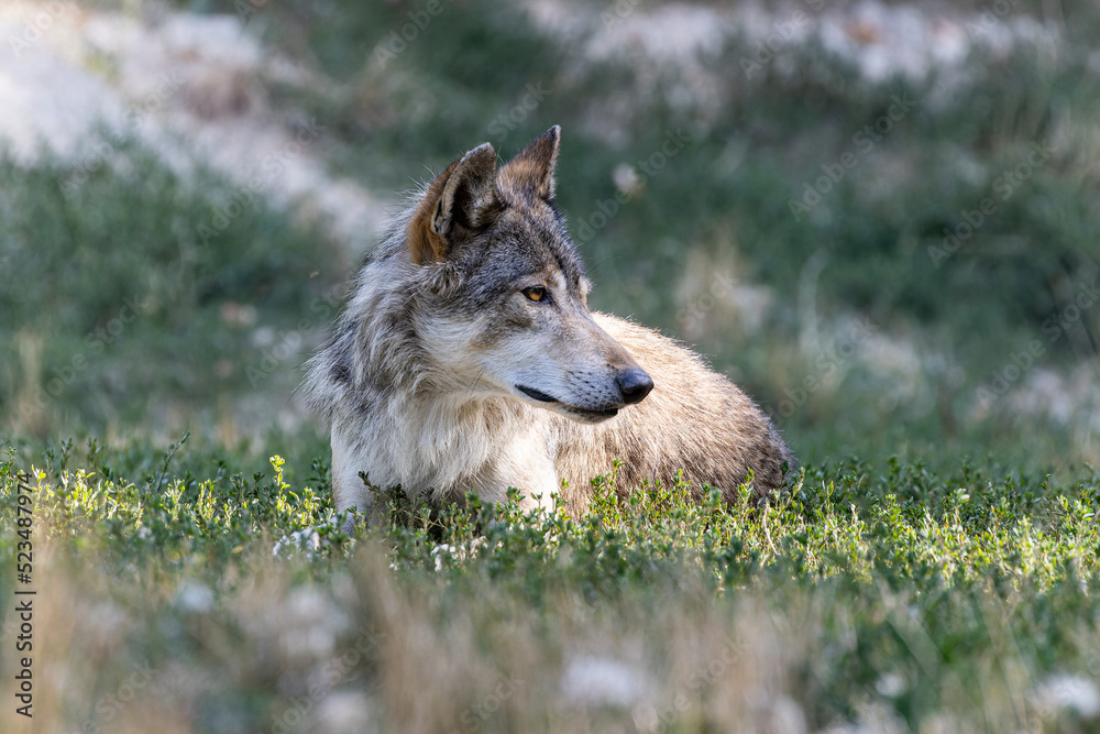 Grey Wolf Grey Wolf