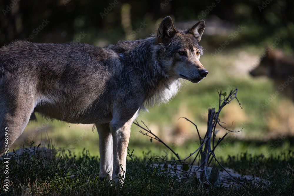 Fototapeta premium Grey Wolf