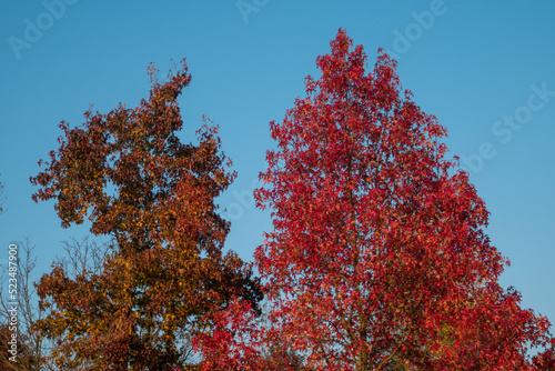 Tree with yellow and red leaves and blue sky