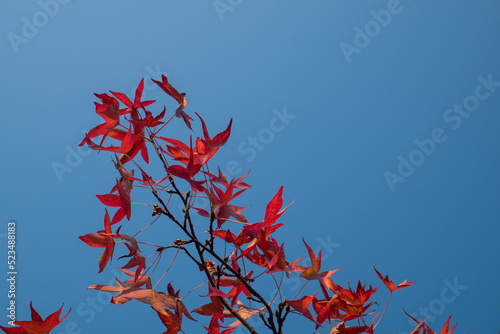 Red leaves and blue sky photo