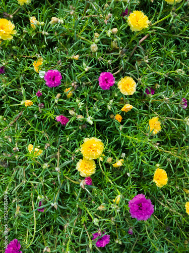 flowers in the garden